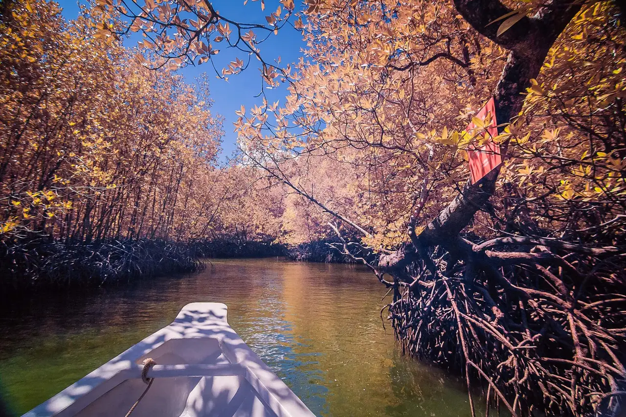 Mangrove channels in Langkawi's Kilim geoforest park