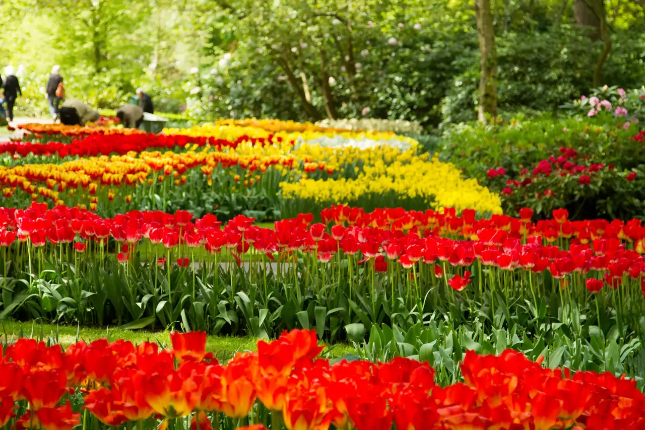 Keukenhof Gardens