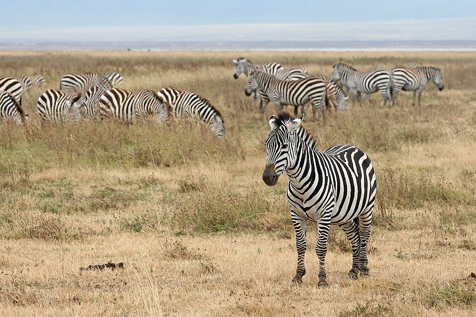 African Safari: Kenya & Tanzania