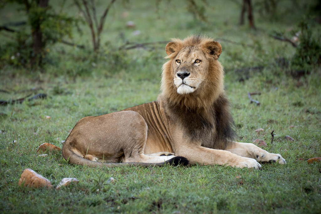 Kenya safari