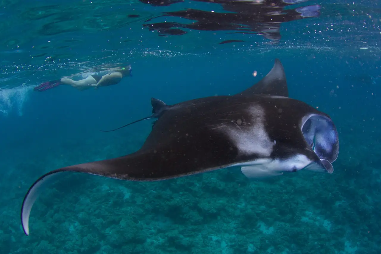 Manta Point and the Outer Atoll, Noonu Atoll