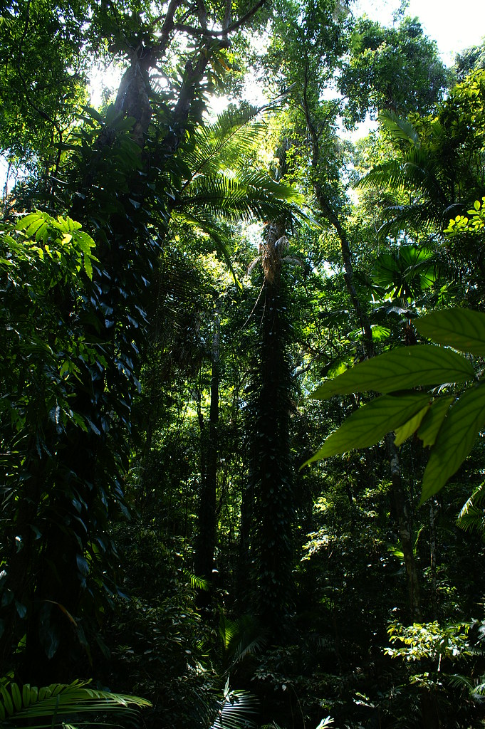 Kuranda — detail