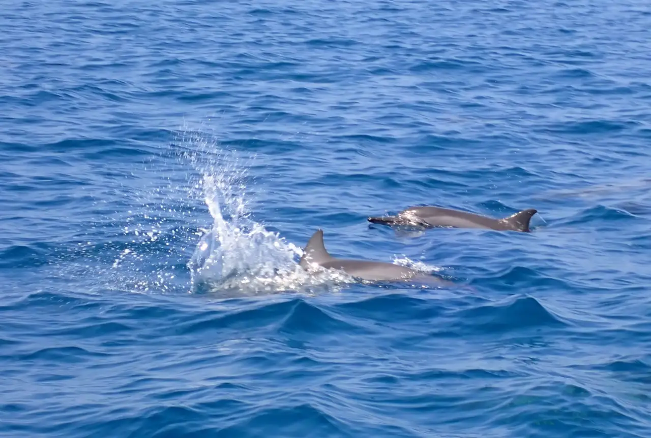 Dolphins and the Marine Discovery Centre, Baa Atoll