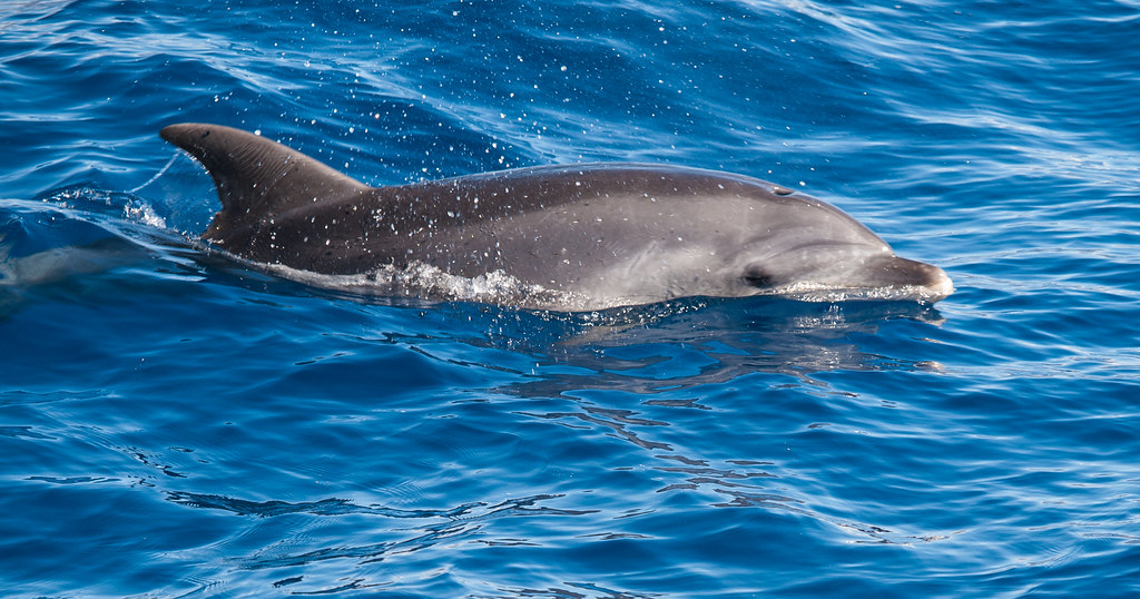 Dolphins at Tamarin