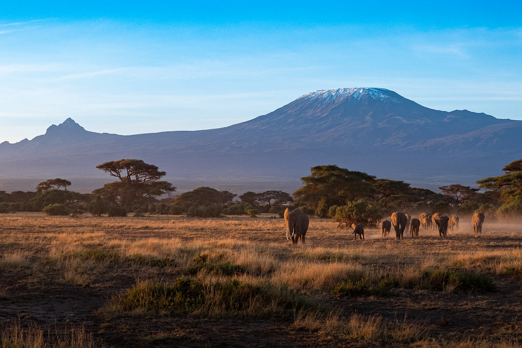 Big Five Safari in Kenya with a Private Guide — detail