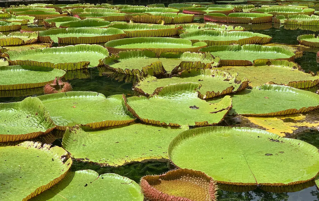 Sugar, Gardens and the North, Belle Mare