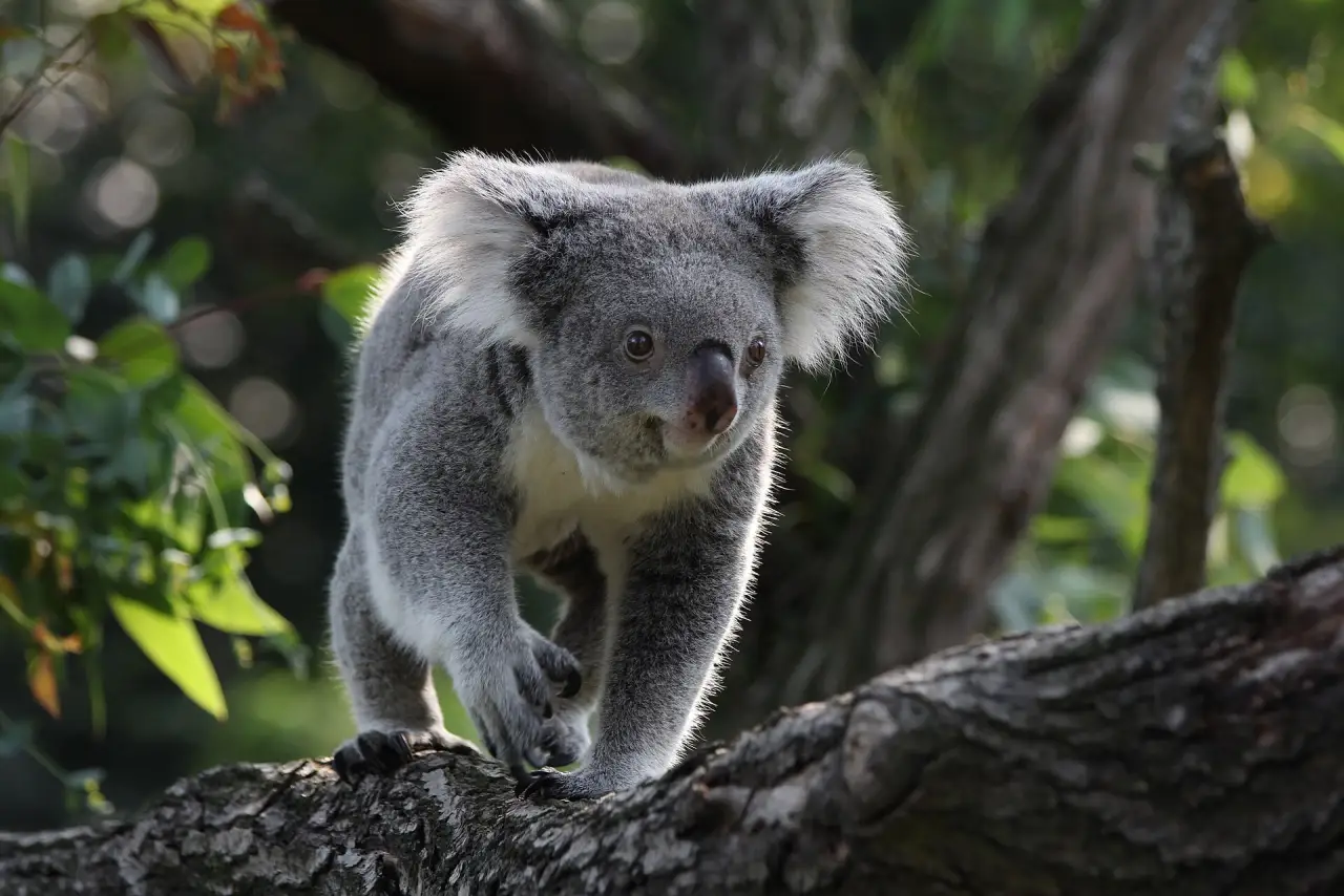 A koala in a eucalyptus tree