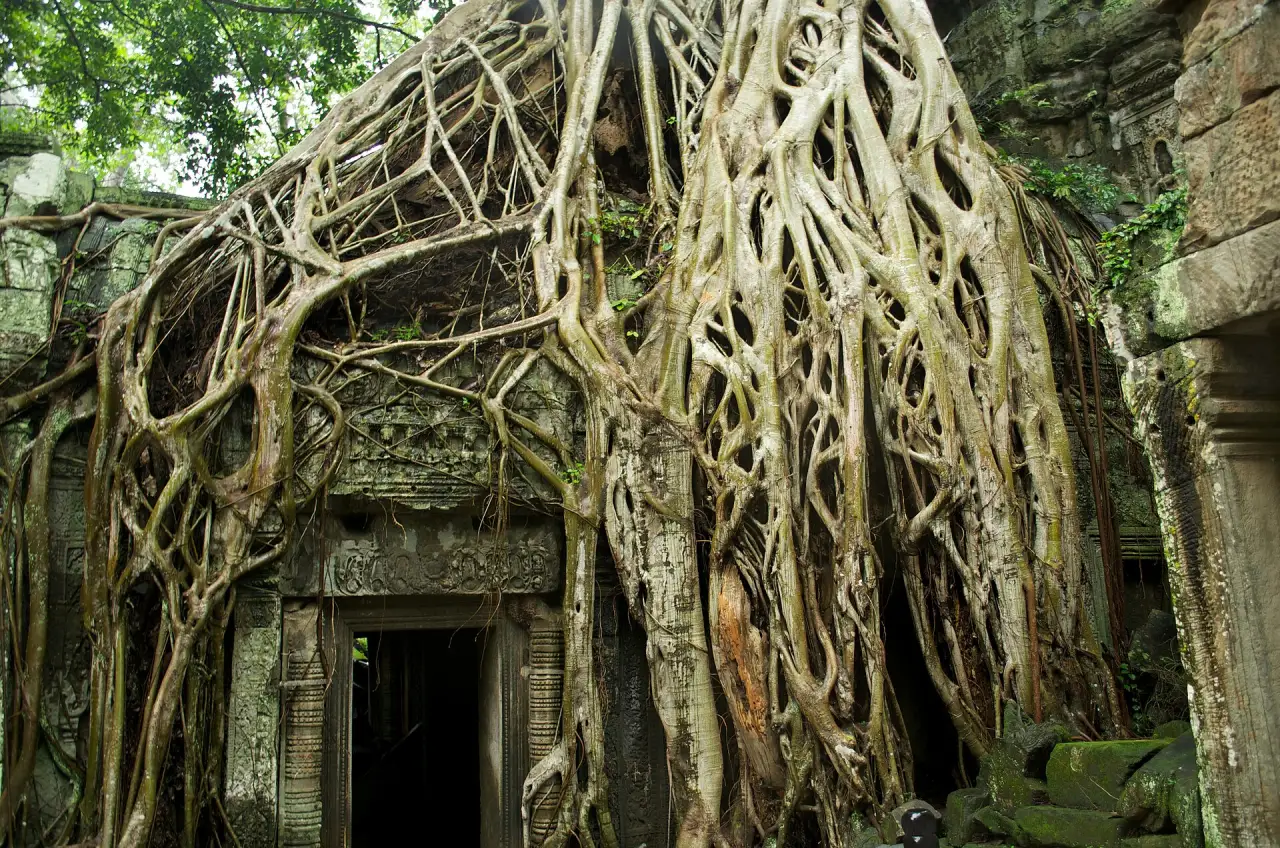 Ta Prohm and Banteay Srei, Siem Reap