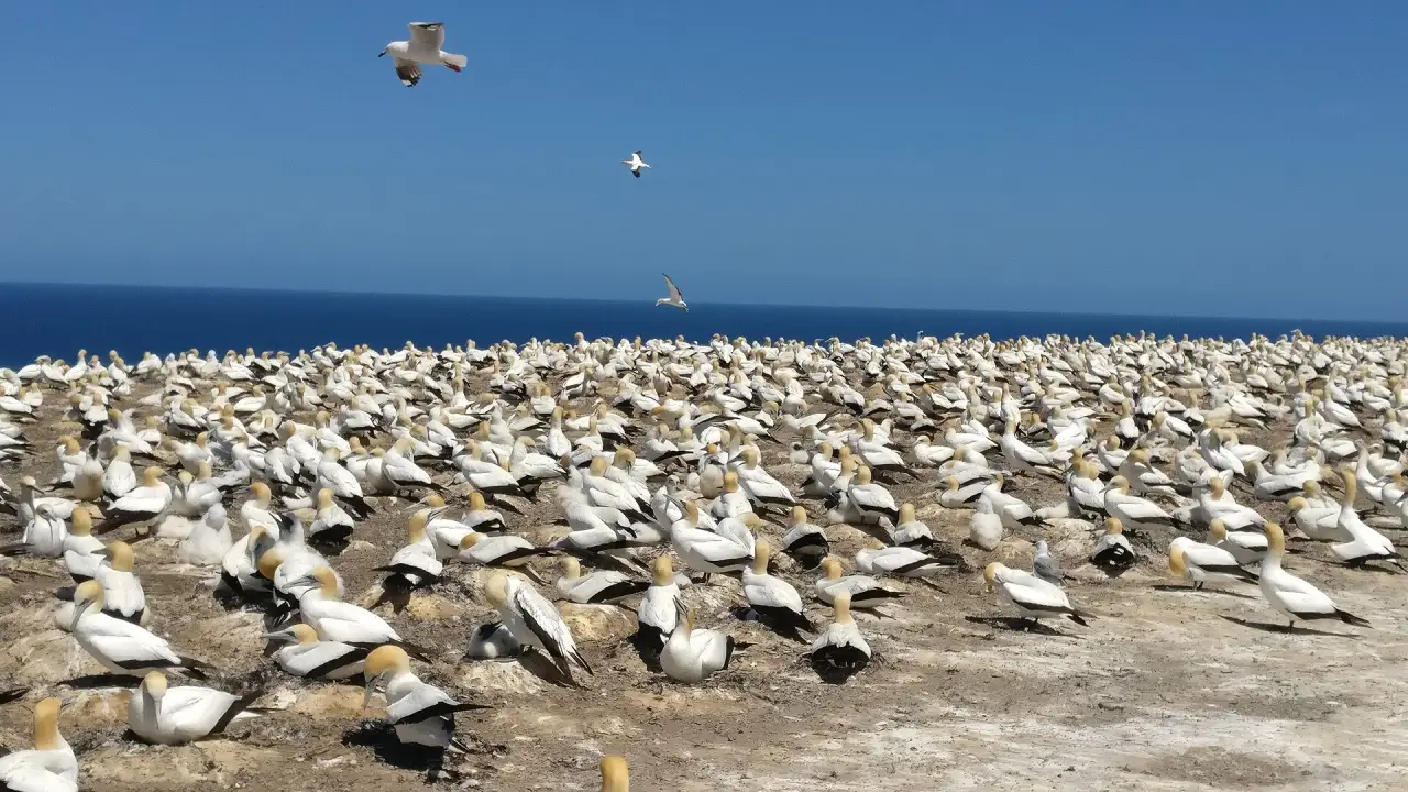 The gannet colony at Cape Kidnappers, Hawke's Bay