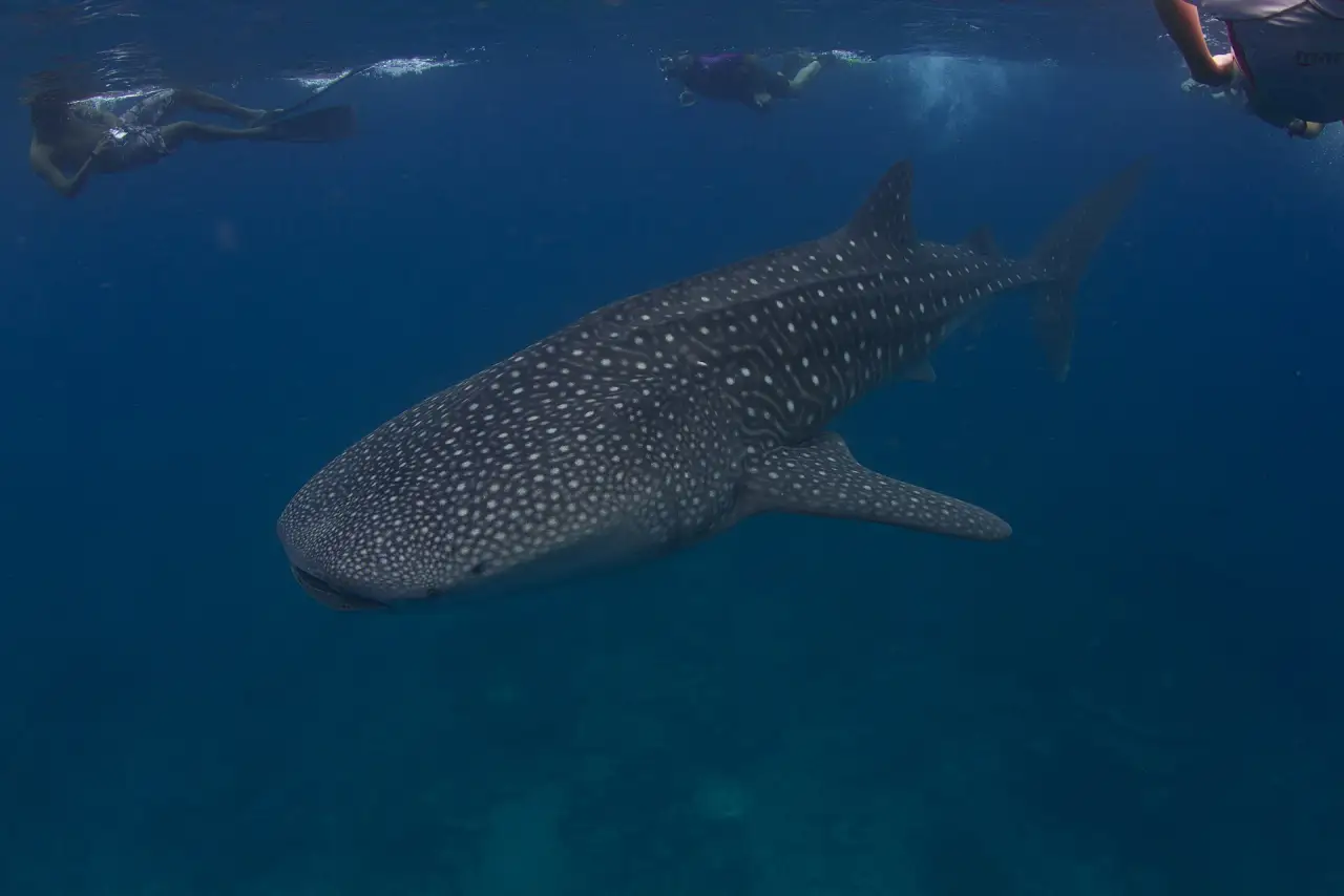 A whale shark off South Ari Atoll