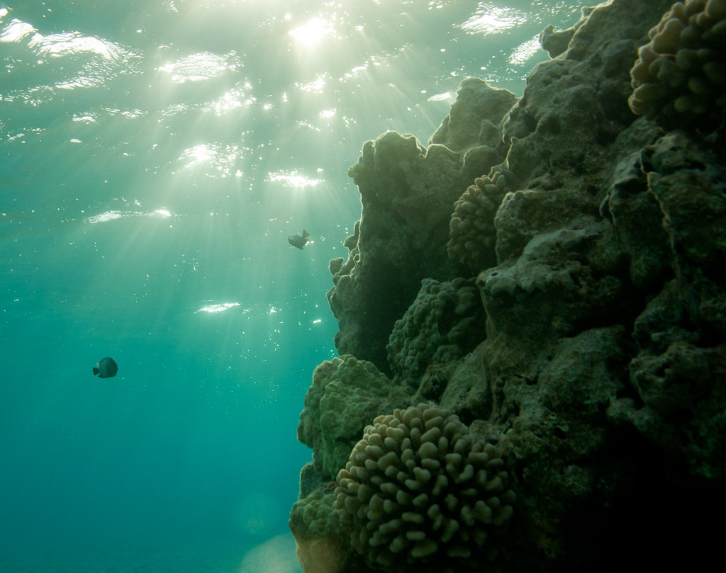 Night Dive with Reef Mantas, Maldives — detail