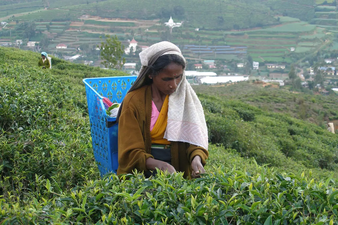 Peradeniya Gardens and Tea Country, Kandy