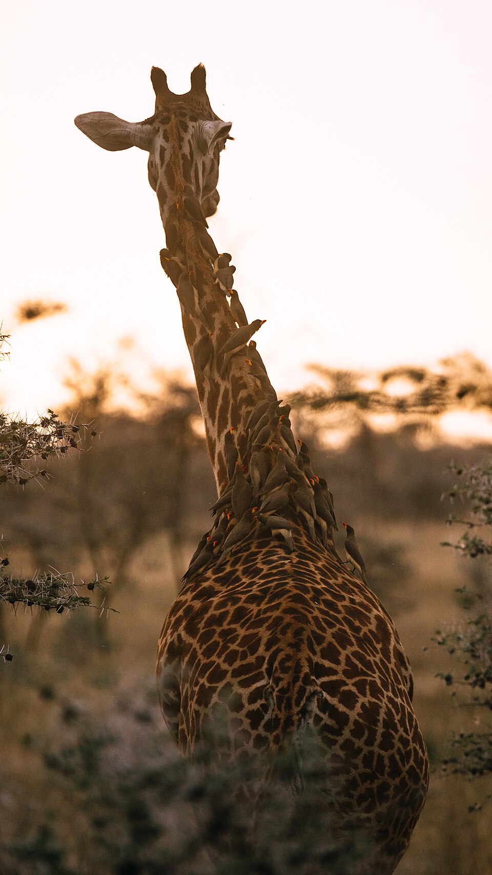 African Safari Circuit