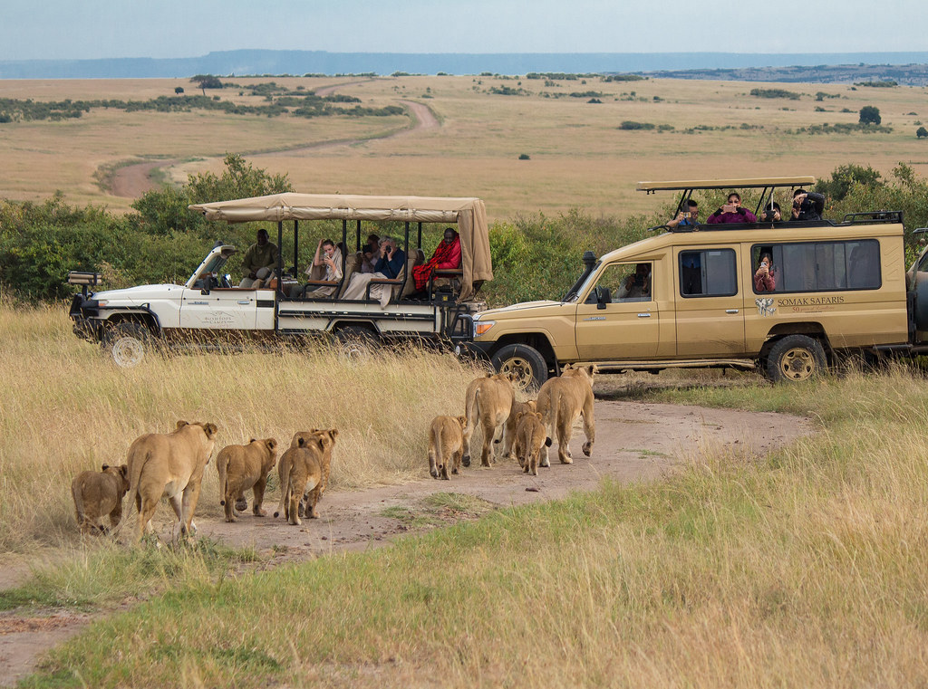 Big Five Safari in Kenya with a Private Guide — detail