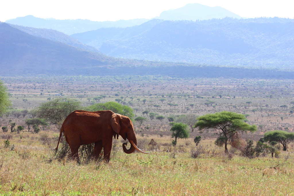 Tsavo and the Coast