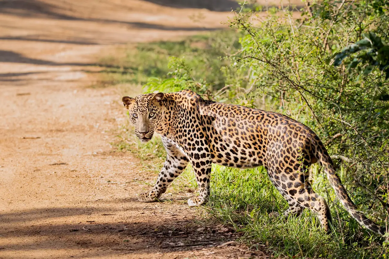 Dawn Game Drive, Yala