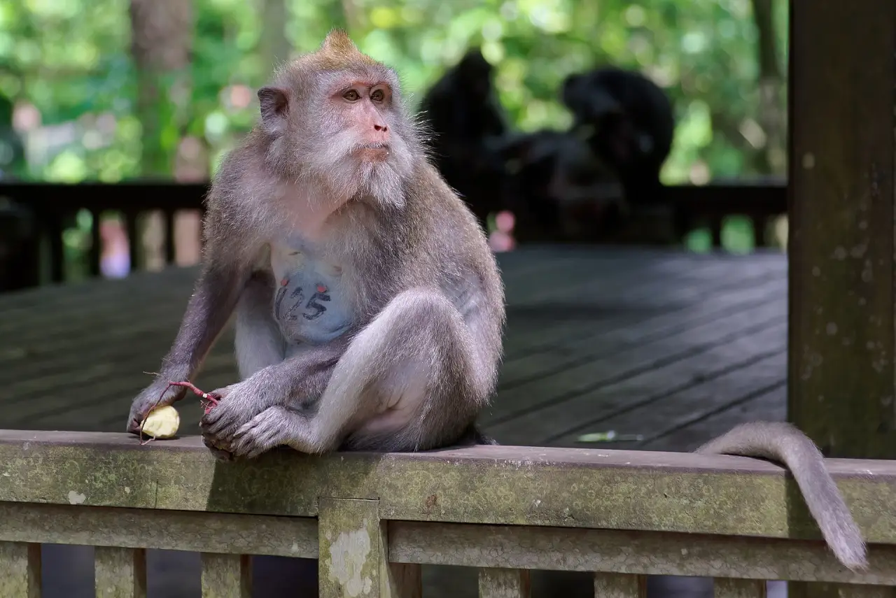Long-tailed macaque in Ubud's Sacred Monkey Forest
