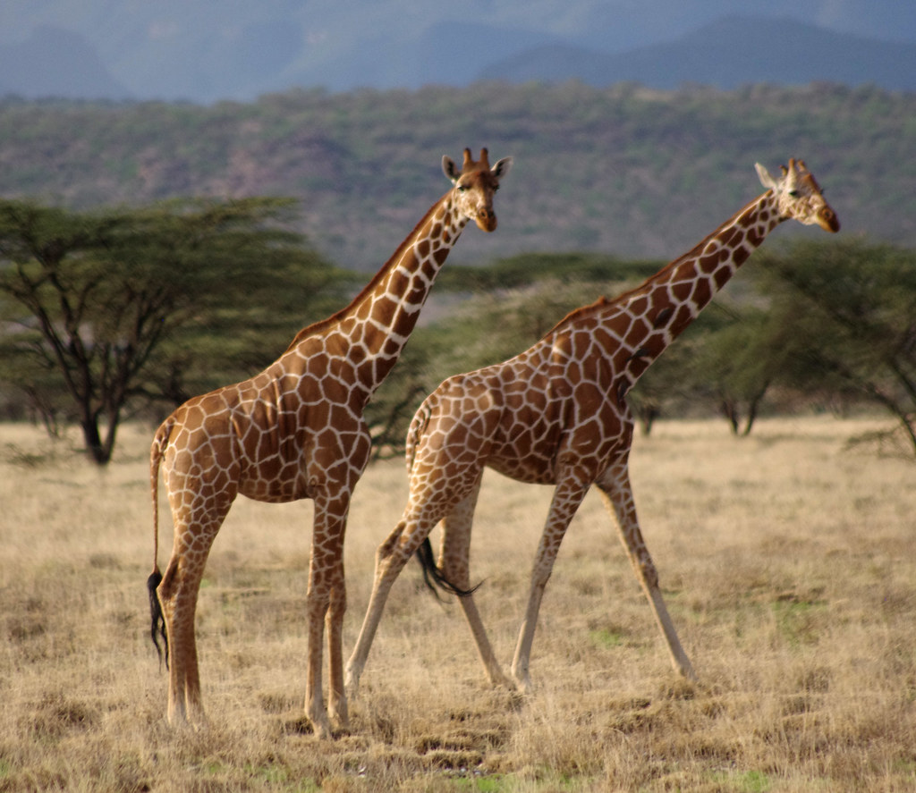 Samburu and the Northern Frontier