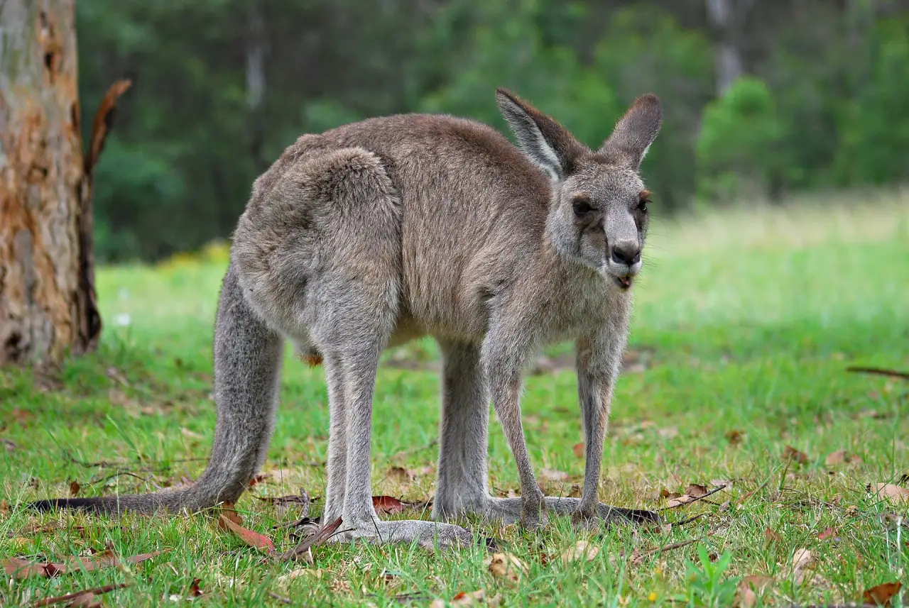 An eastern grey kangaroo