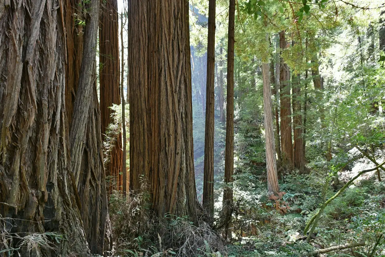 Coast redwoods in Muir Woods