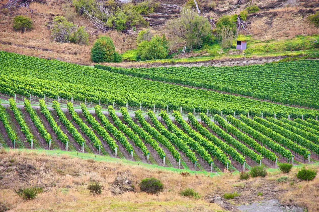 Central Otago Wine and Arrowtown, Queenstown