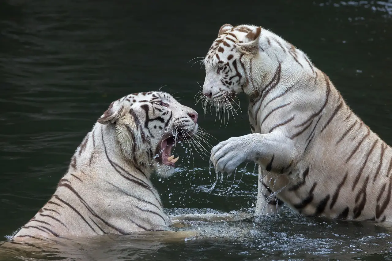 White tigers at Singapore Zoo