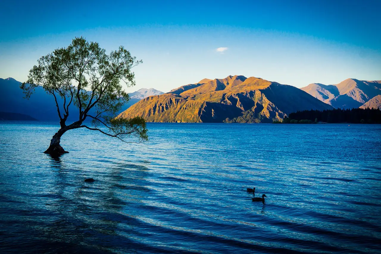 The lone willow in Lake Wanaka The lone willow in Lake Wanaka