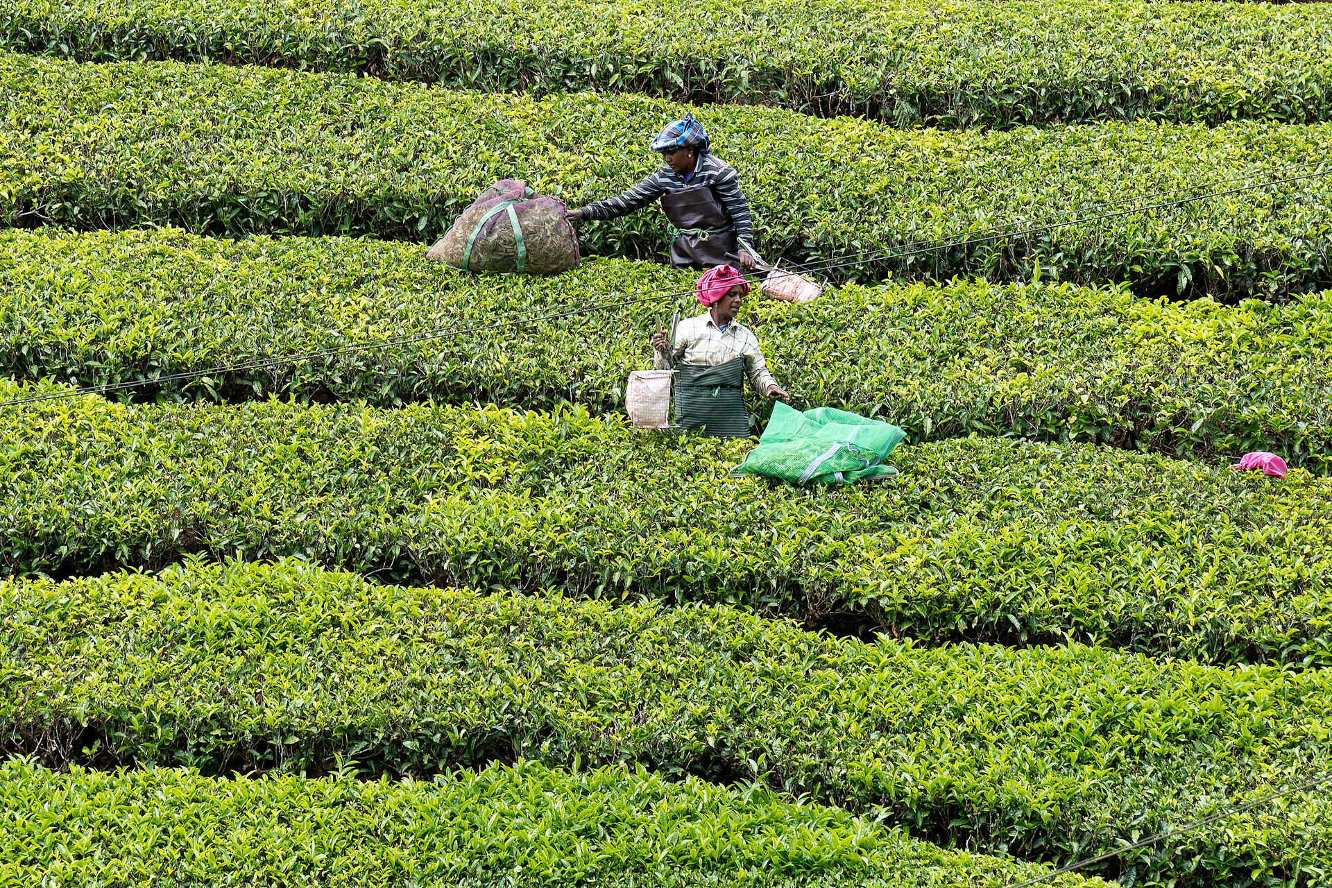 Private Tea Estate Tasting in Darjeeling — detail