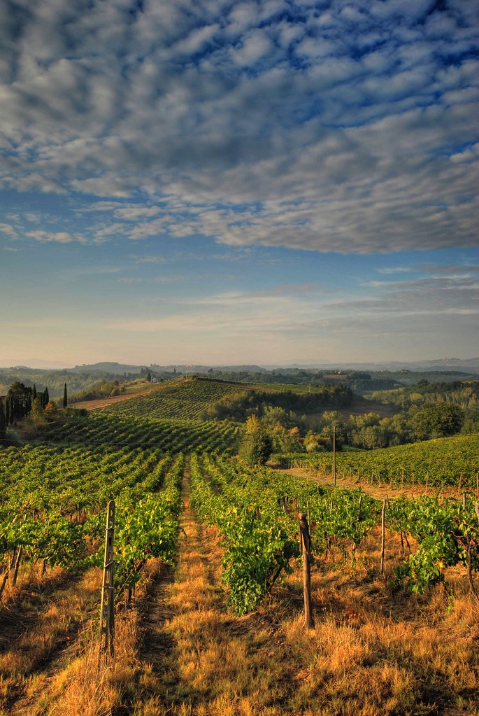 Private Vineyard Lunch and Cellar Tasting in Chianti