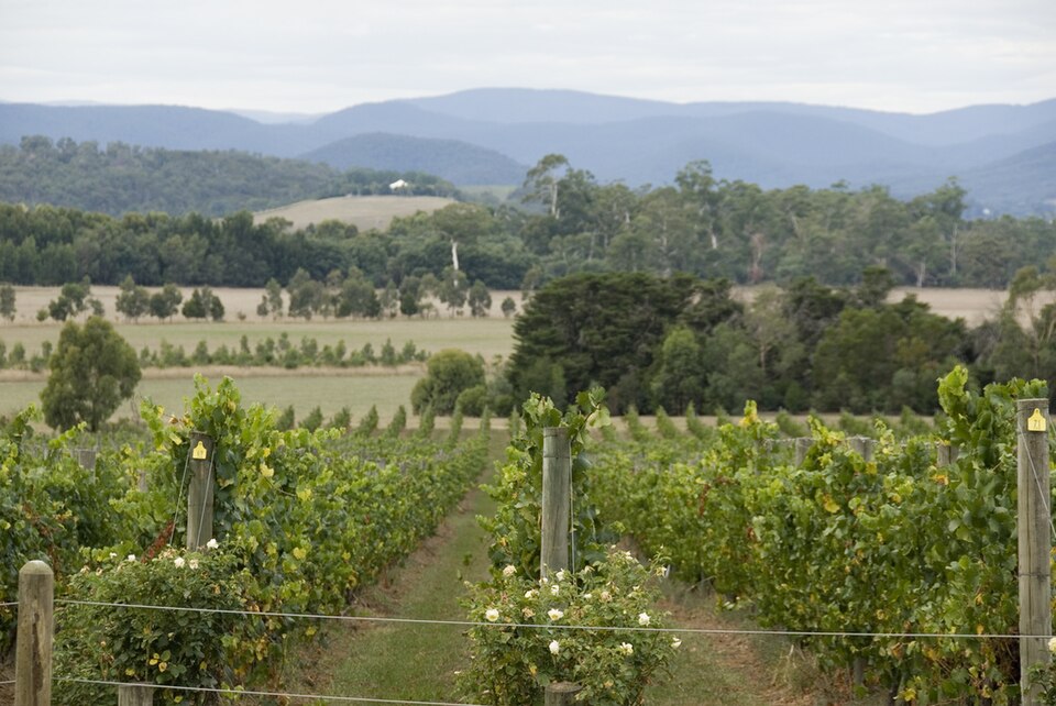 Yarra Valley Wine & Produce Trail