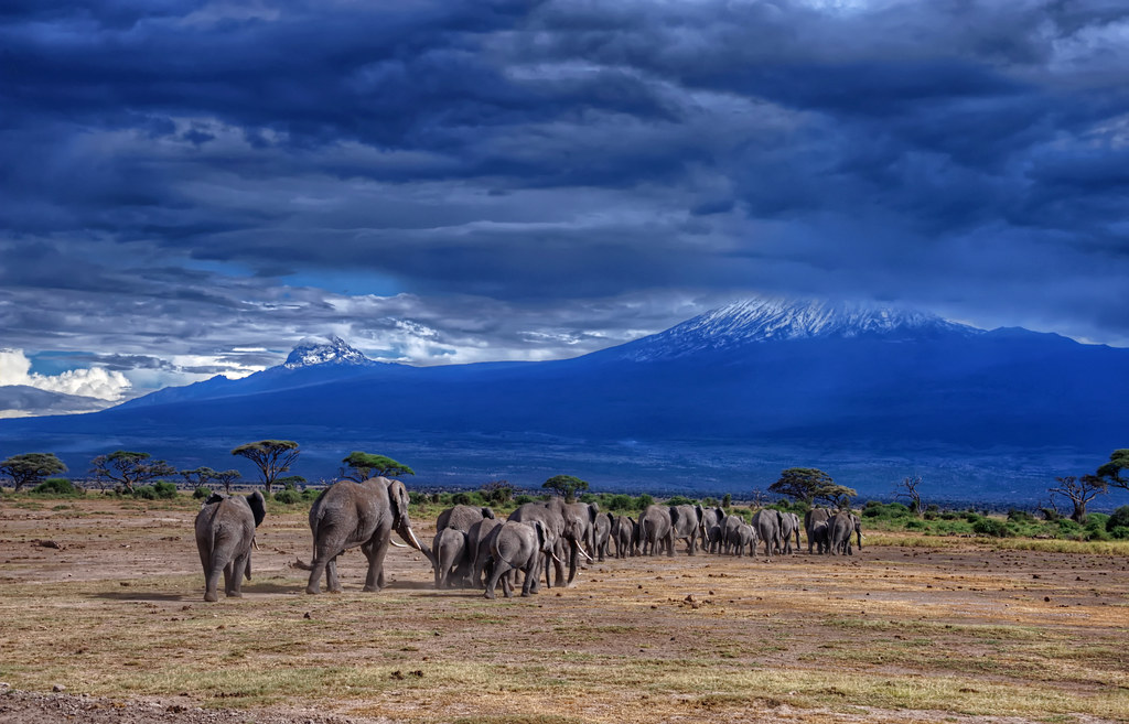 Amboseli and Kilimanjaro