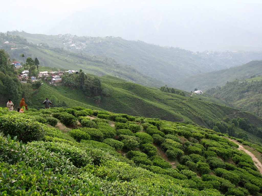 Private Tea Estate Tasting in Darjeeling