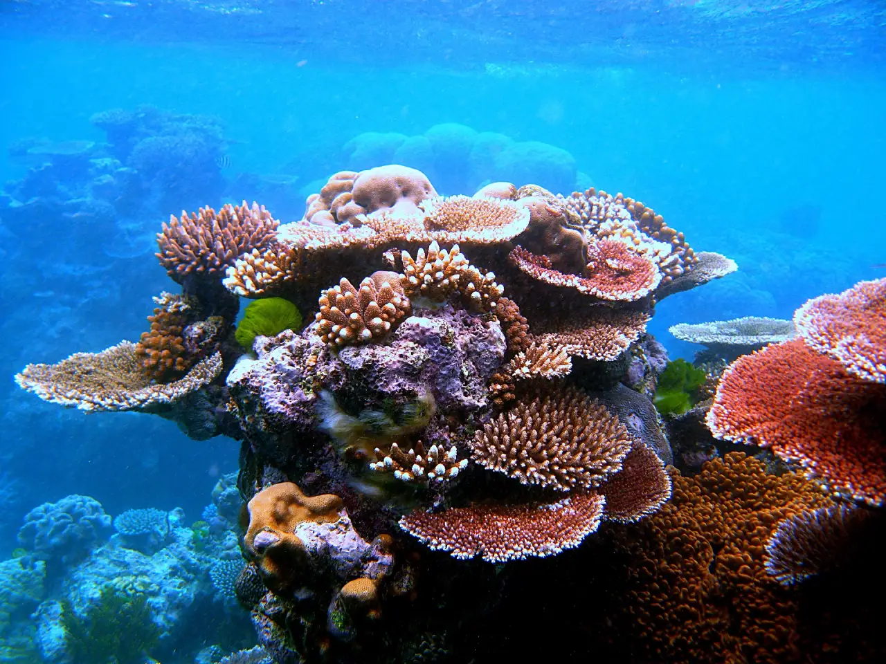 Moore Reef - Great Barrier Reef (from Cairns)