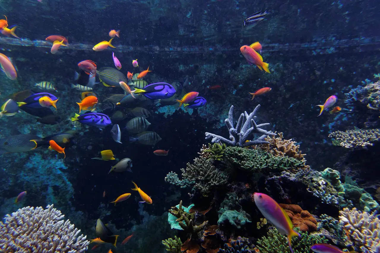 The ocean gallery at S.E.A. Aquarium, Sentosa