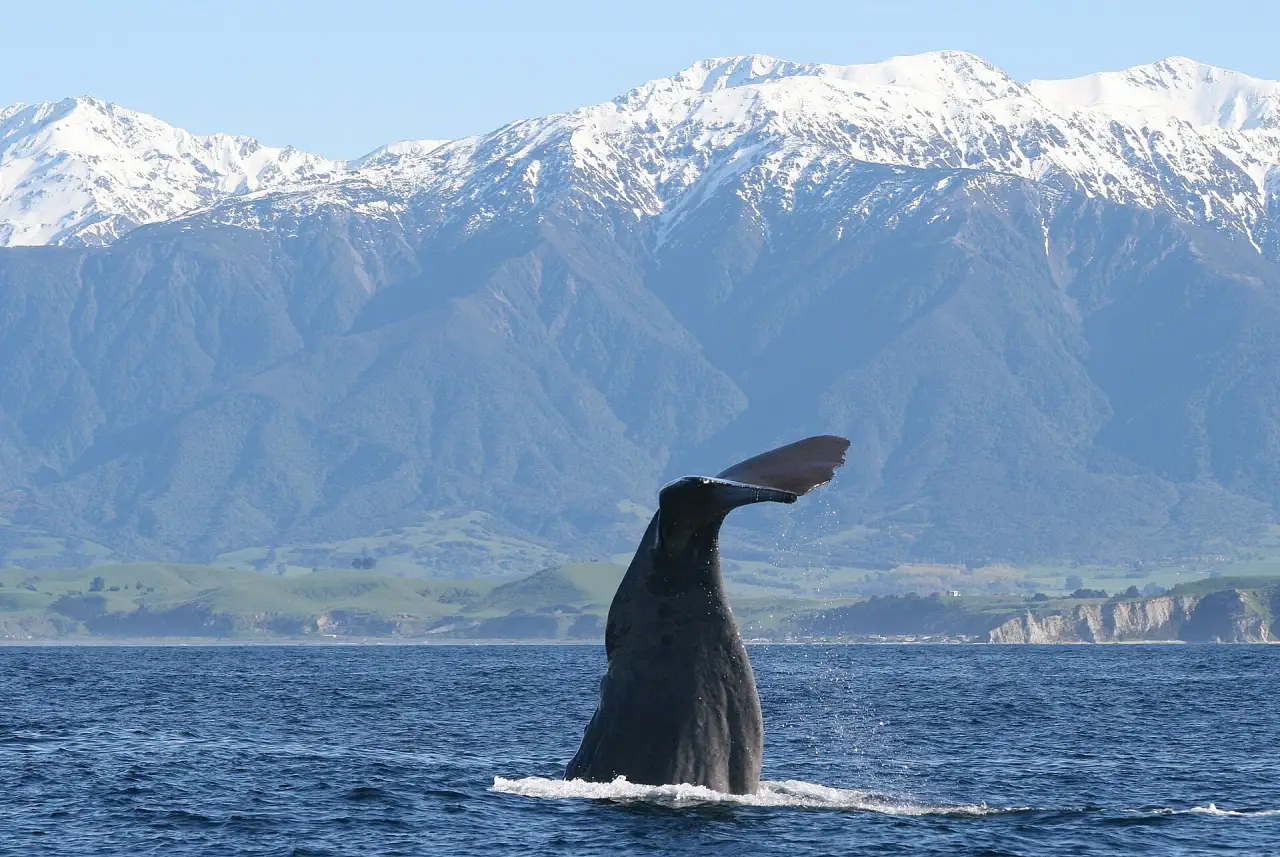A sperm whale diving off Kaikōura