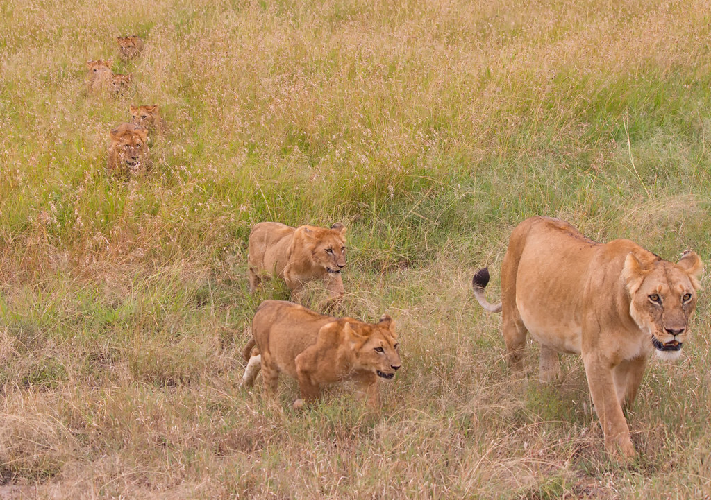 Big Five Safari in Kenya with a Private Guide