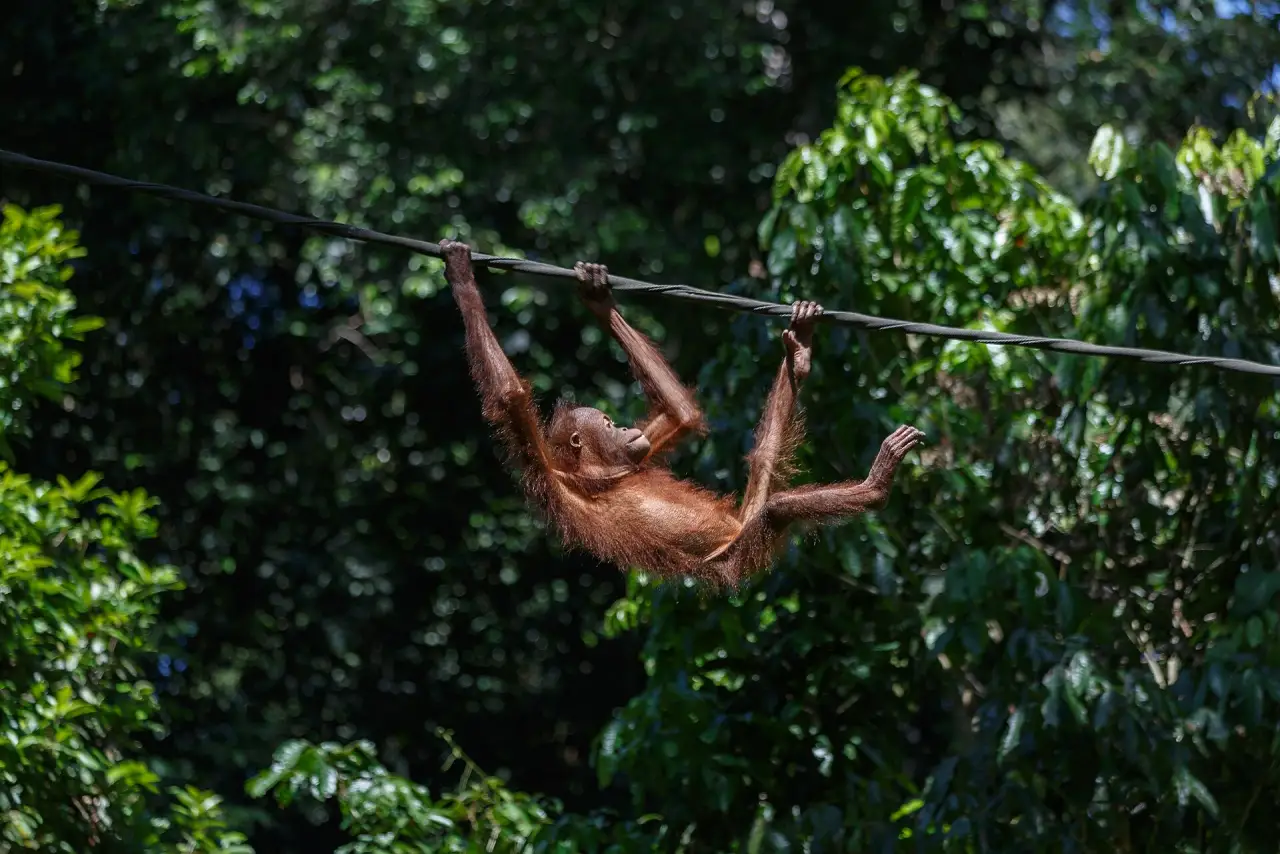 Orangutan at the Sepilok Rehabilitation Centre, Sabah