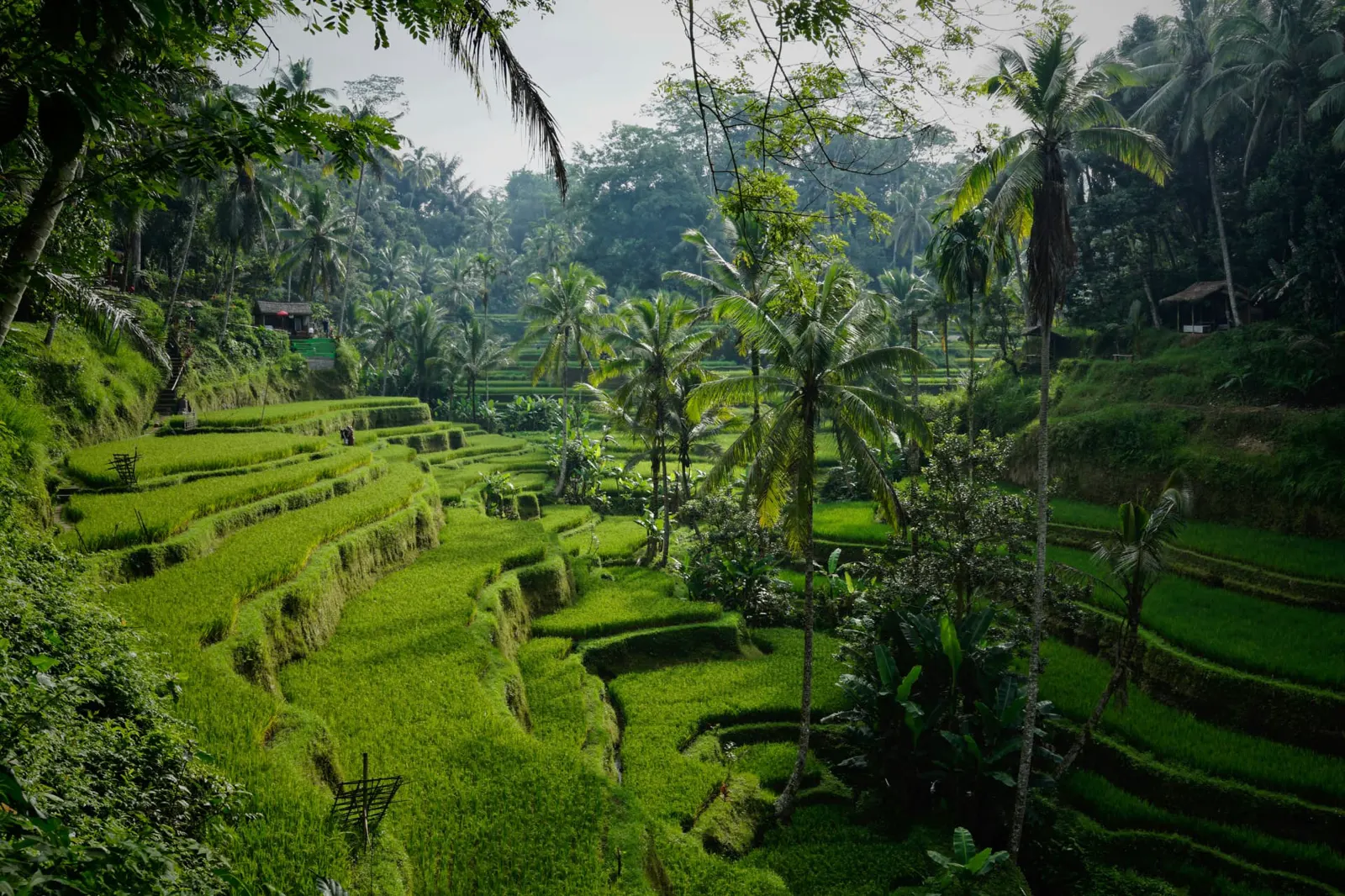 Ubud, Sidemen & Munduk Greens