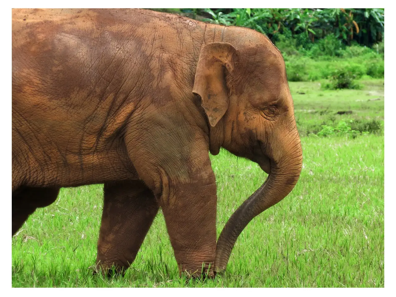 Ethical Elephant Sanctuary, Chiang Mai