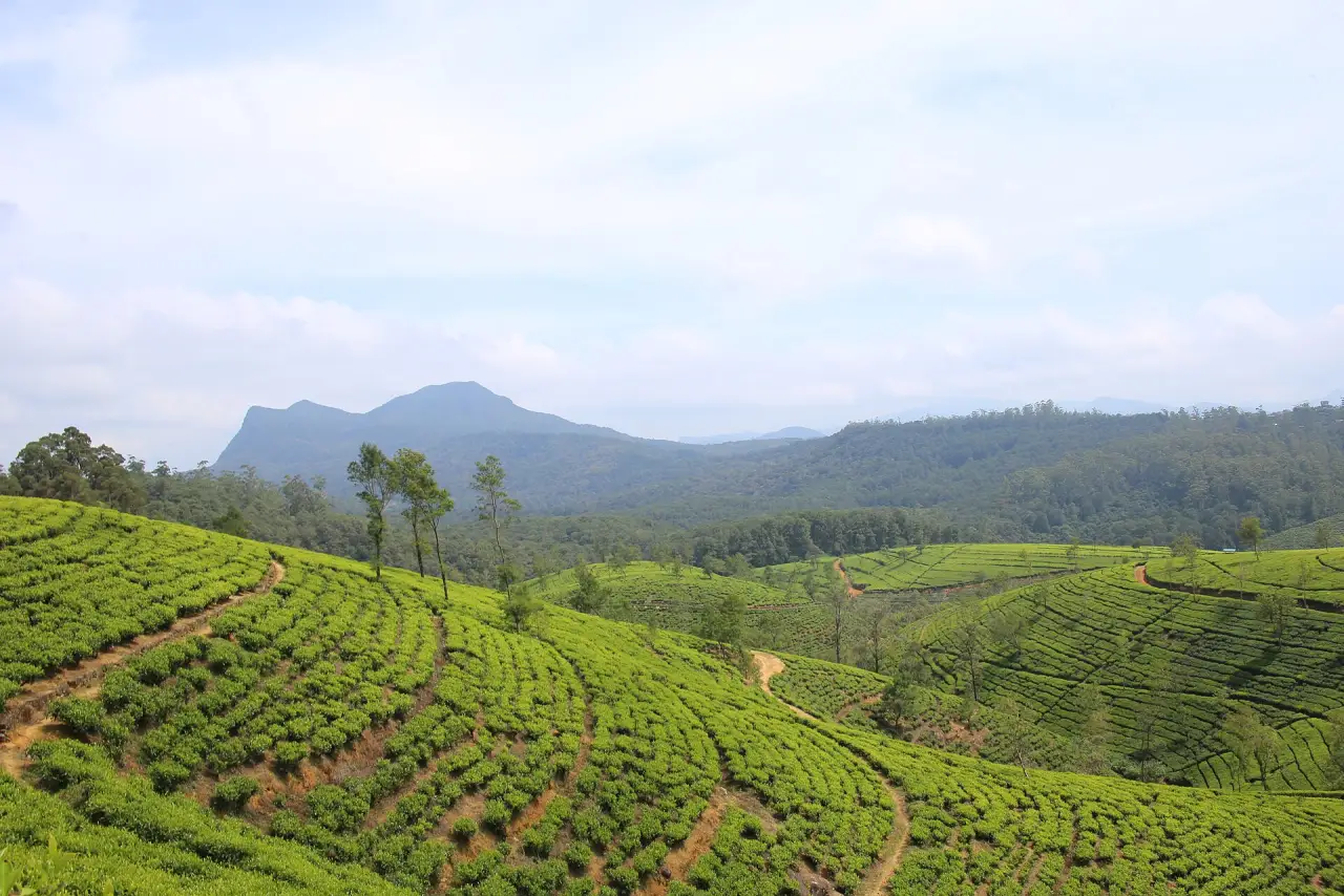 Tea estates in the hills around Nuwara Eliya Tea estates in the hills around Nuwara Eliya