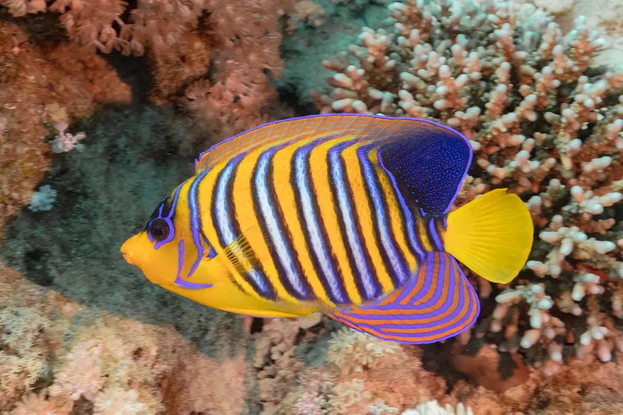 Untouched Reefs, Noonu Atoll