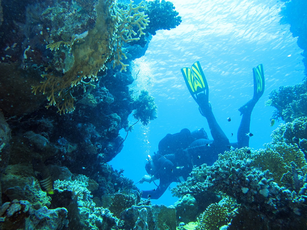 Night Dive with Reef Mantas, Maldives