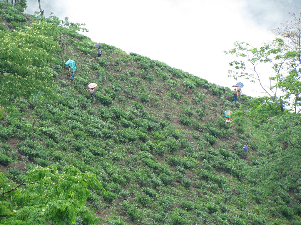Private Tea Estate Tasting in Darjeeling — detail