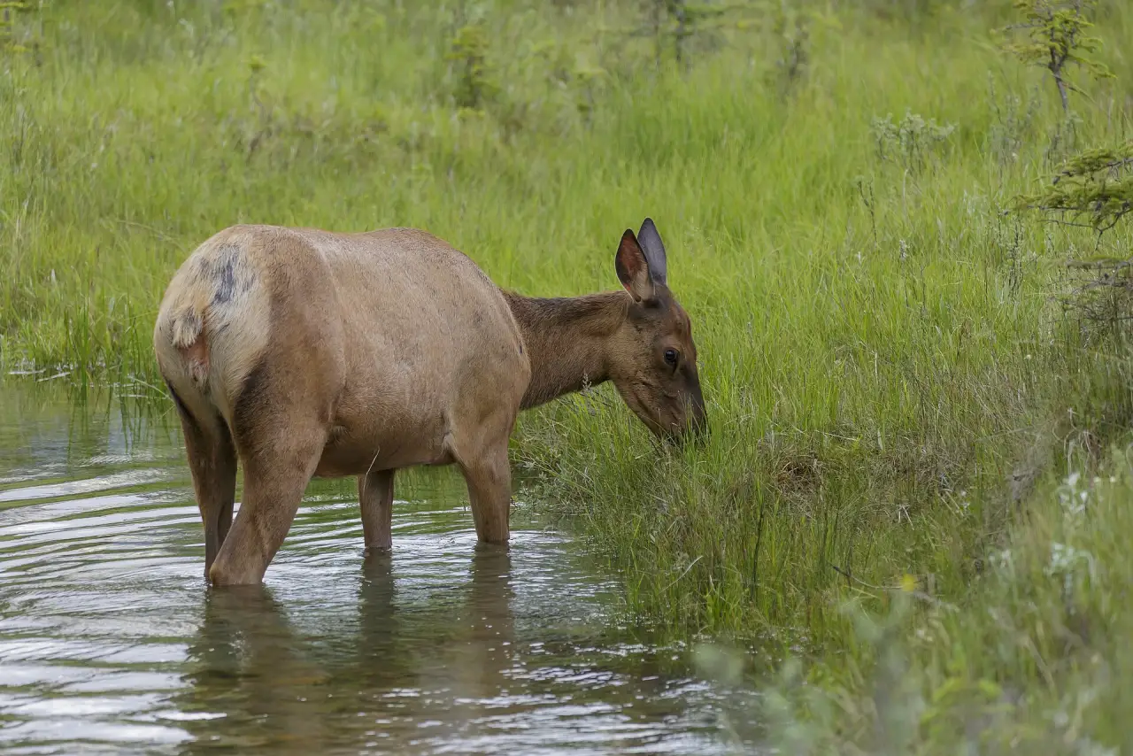 An elk grazing in a pond near Jasper