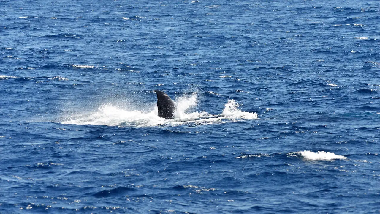 A whale surfacing off Sri Lanka's south coast