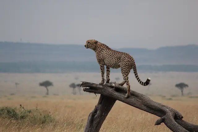 Maasai Mara Conservancies
