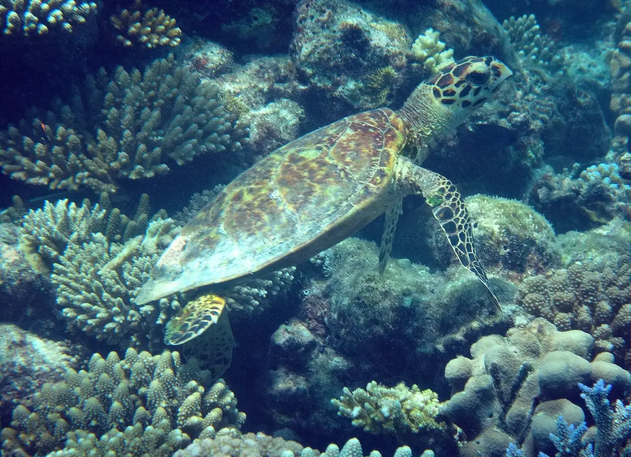 Reefs, Islands and Local Life, Baa Atoll
