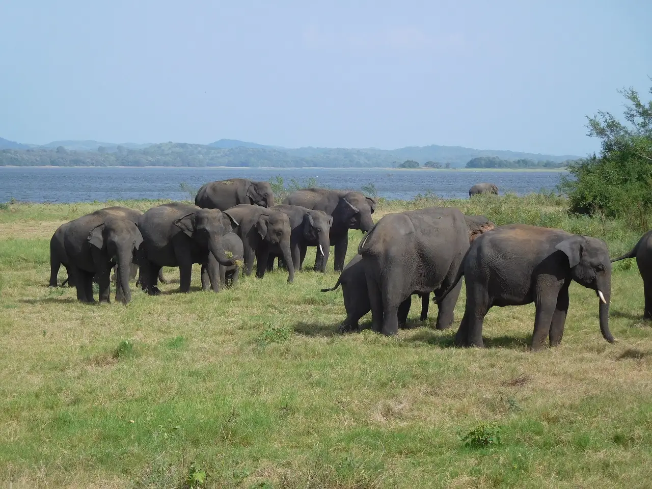 Wild elephants gathering at Minneriya National Park
