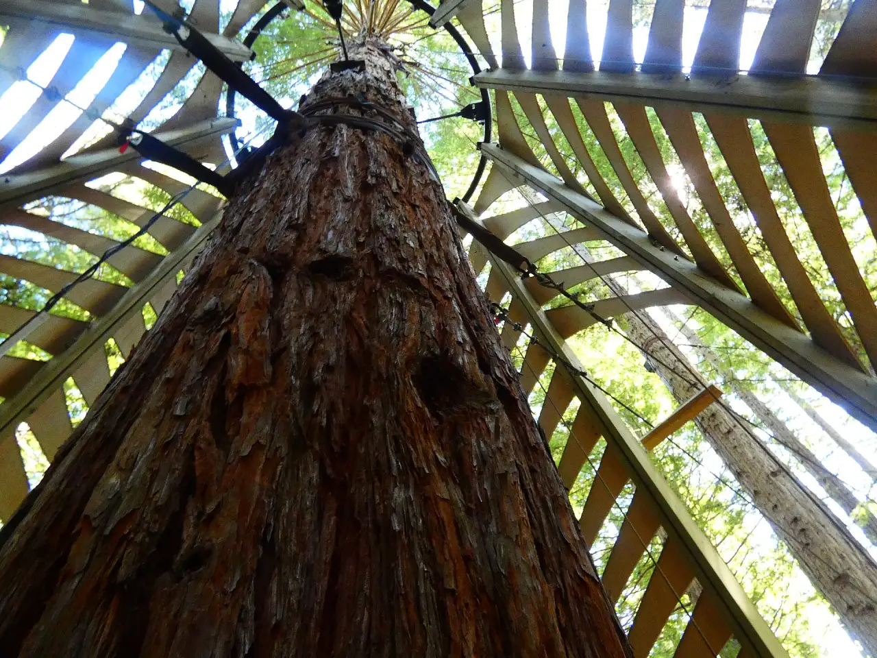 The Redwoods Treewalk in Whakarewarewa Forest
