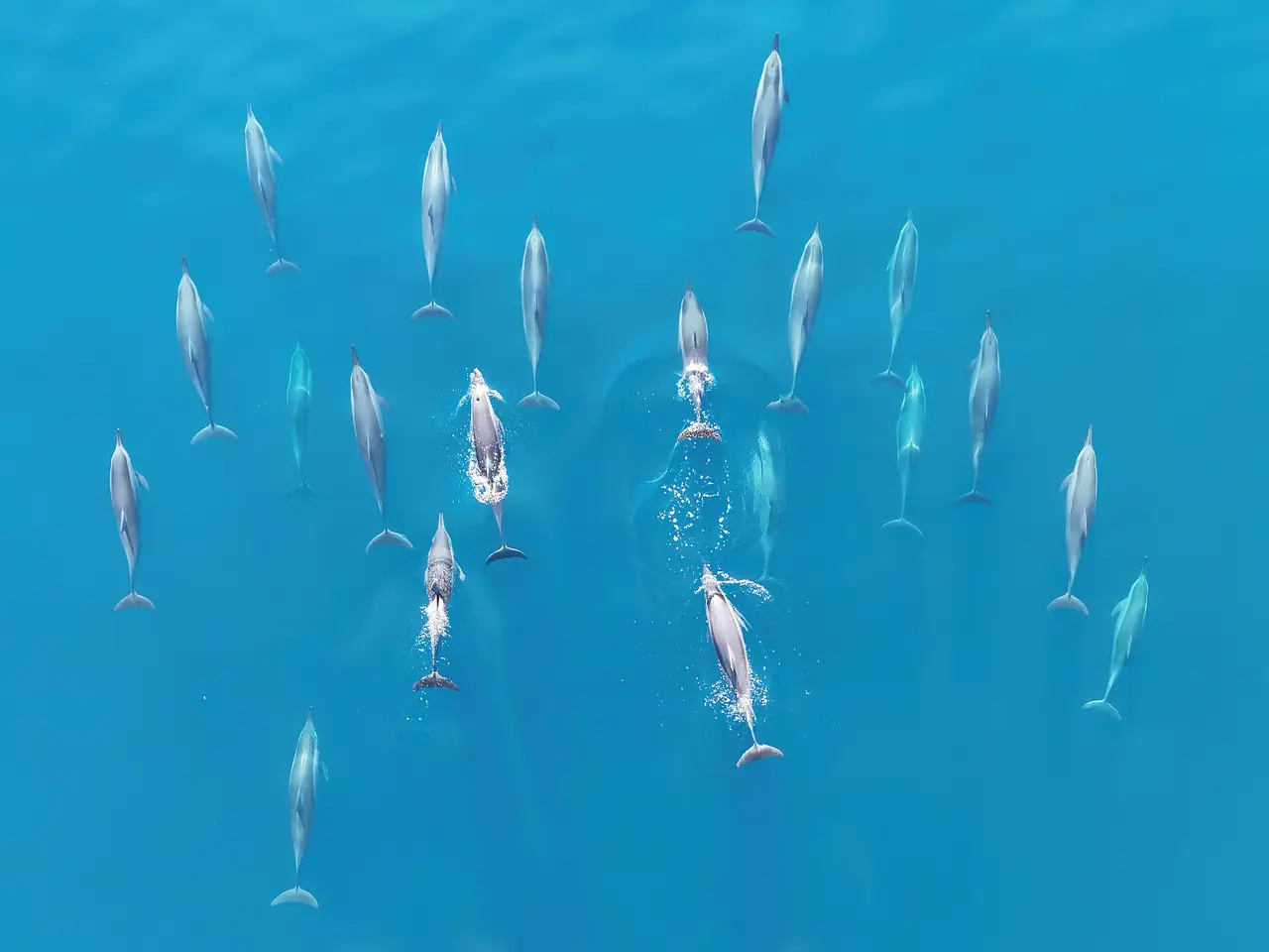 Responsible Dolphin & Ocean Watch